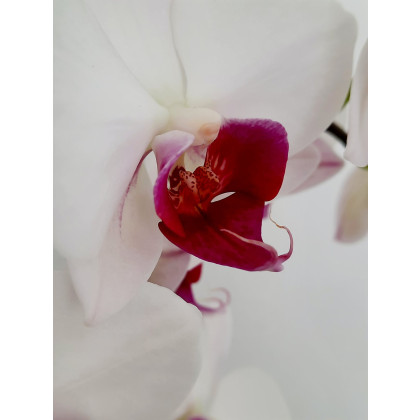 Orchidea, Magdalena Miler-Lewinska, fotografia artystyczna