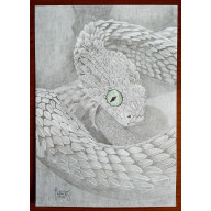 Gałęźnica kongijska