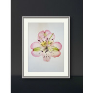 Akwarela A4 Alstroemeria