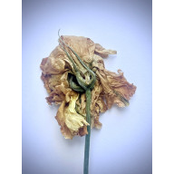 z cyklu: ... niespiesznie umierając: nie uciekam...