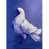 Studium gołębia pocztowego