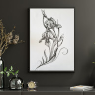 rysunek tuszem Irysy Amerykańskie