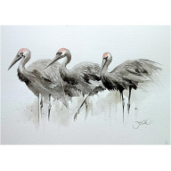 żurawi rytm, Akwarela A3