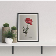 AKWARELA AKWARELKA OBRAZ PT: CZERWONY MAK