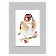 SZCZYGIEŁ - AKWARELA Z PASSE PORTOUT