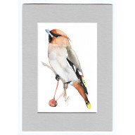 JEMIOŁUSZKA - AKWARELA Z PASSE PORTOUT