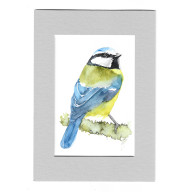 SIKORA MODRASZKA - AKWARELA Z PASSE PORTOUT