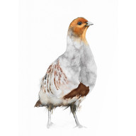 KUROPATWA - OBRAZ AKWARELOWY