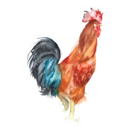 KOGUT - OBRAZ AKWARELOWY