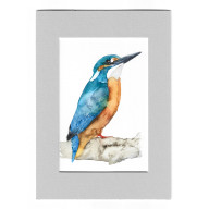 ZIMORODEK - AKWARELA Z PASSE PORTOUT