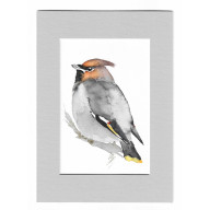 JEMIOŁUSZKA - AKWARELA Z PASSE PORTOUT