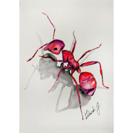 MRÓWKA. AKWARELA ORYGINALNY OBRAZ 30X21 CM